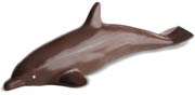 chocolate dolphin