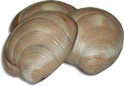 chocolate quahog shells
