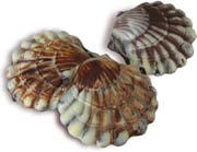 chocolate sea shells